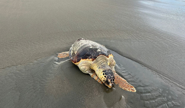 Sahilde ölü caretta caretta bulundu