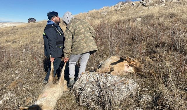 Sivas'ta sürüye saldıran kurtlar 37 koyunu öldürdü