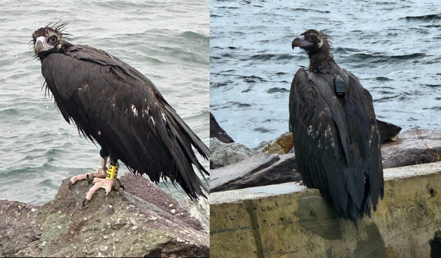 Türkiye'nin kanat açıklığı en büyük kuşu! "İstanbullu Kara Akbaba Kartal Sahil'de"