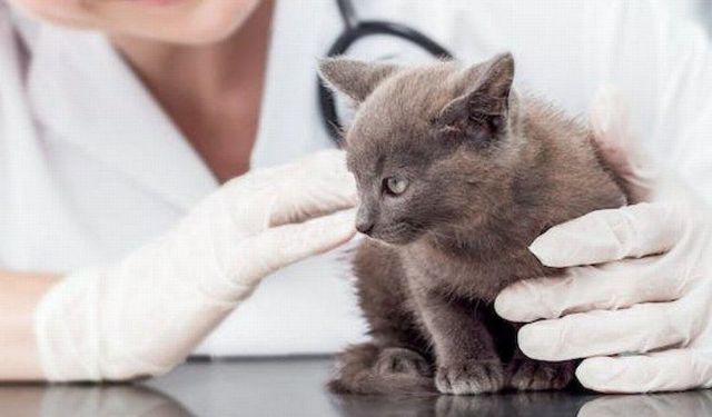 2024 yılı kedi-köpek muayene, kısırlaştırma ve aşı ücretleri