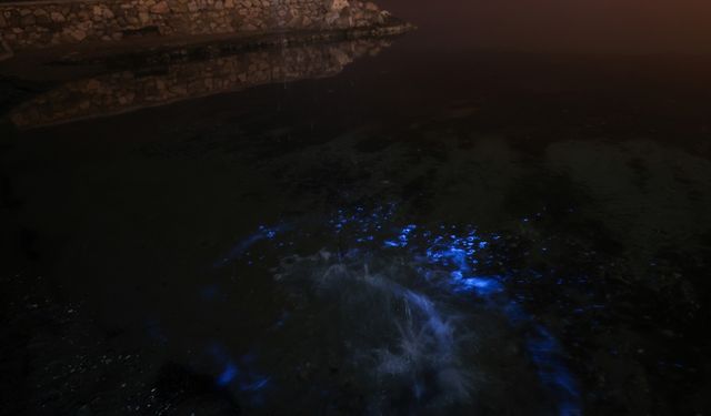 Bursa kıyılarında planktonların çoğalmasıyla deniz suyu yer yer renk değiştirdi
