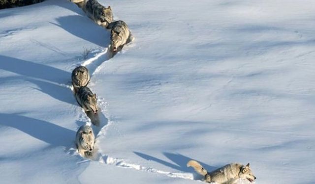 Hayvanlarına yem vermek için evden çıkan köylüyü kurtlar parçaladı