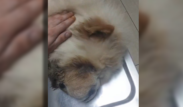 'Köpeğimin gözlerini' oydu diyen kiracıya iftira suçundan işlem! Ev sahibi spreyle kör etmiş