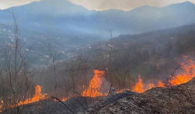 Artvin'de orman yangını! Bir hektarlık alan yok oldu