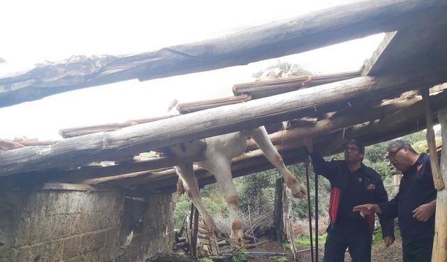 Manisa'da ahırın çatısında mahsur kalan ineği itfaiye ekipleri kurtardı