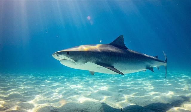"Deniz yüzeyi sıcaklığındaki artış boğa köpek balığı popülasyonunu artırıyor"
