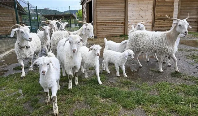 Ankara'daki millet bahçeleri, çok sayıda hayvan türüne ev sahipliği yapıyor