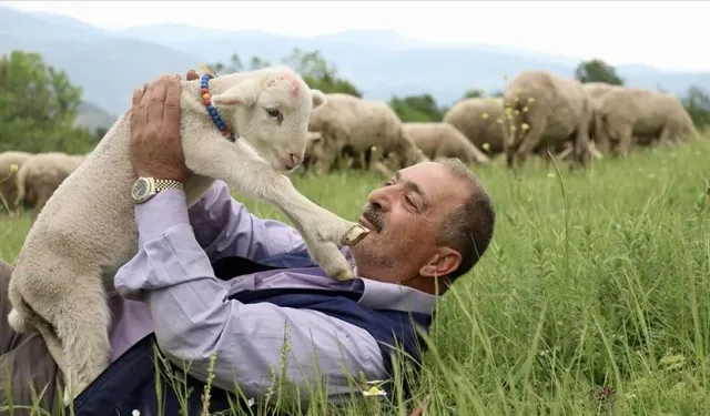 Annesinin reddettiği kuzu Osman'ın her şeyi oldu! Bir an olsun peşini bırakmıyor