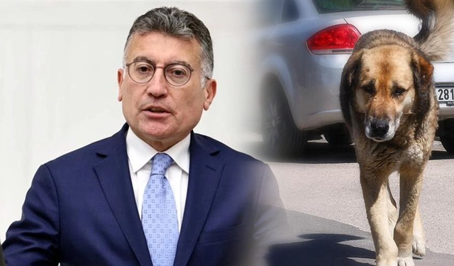 AKP Grup Başkanı: Saldırganlığı normalleştirilemeyen köpekler uyutulacak