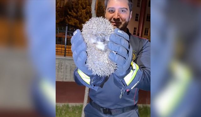 Boynu plastik halkaya sıkışan kirpi itfaiyenin kapısını çaldı!