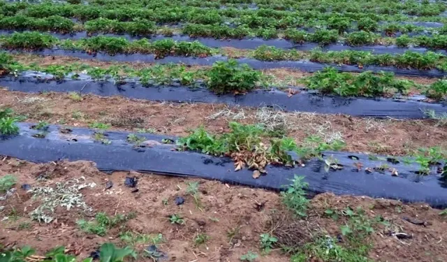 Geliri kız öğrencilere bağışlanacaktı! Çilek tarlasını talan ettiler