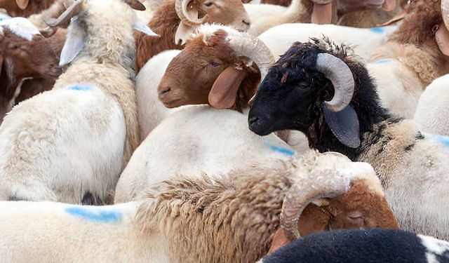 Sağlık Bakanlığından Kurban Bayramı'nda beslenme uyarısı