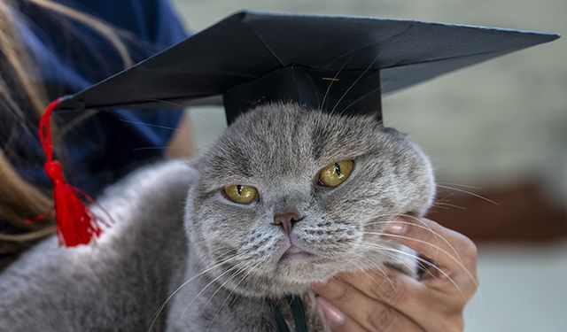 Diyet akademisinden mezun oldu! Kedi Şiraz'ın muhteşem değişimi