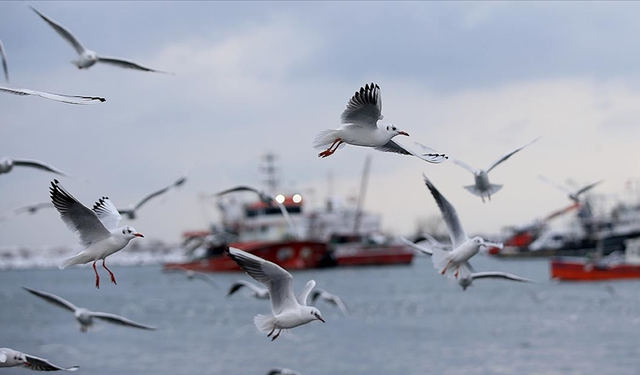 Daha şiddetli ve sık tropikal fırtınalar deniz kuşu popülasyonunda düşüşe neden olabilir