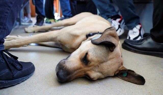 Kulis: AKP'nin köpek katliamı yasası yaz tatilinden sonra gündeme gelecek