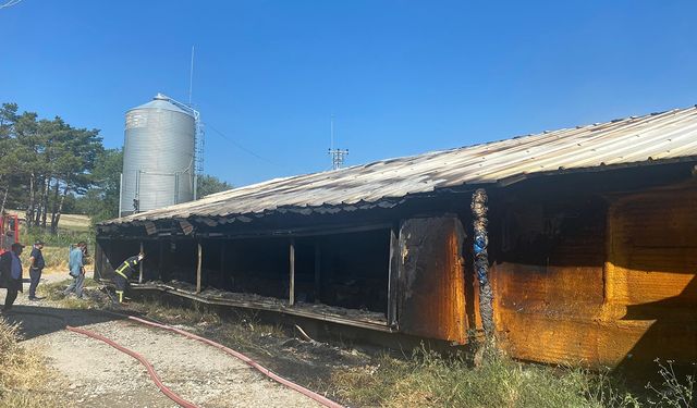 Bolu'da feci yangında 20 bin tavuk öldü