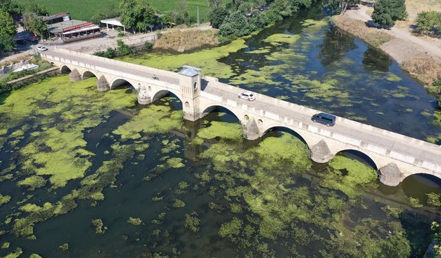 Tunca Nehri'nin yüzeyinin büyük bir kısmı yosun ve su mercimekleriyle kaplandı