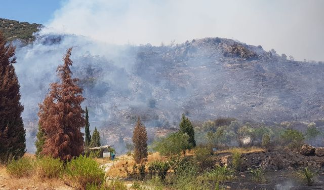 İzmir'de ormanlık alanda çıkan yangın kontrol altına alındı