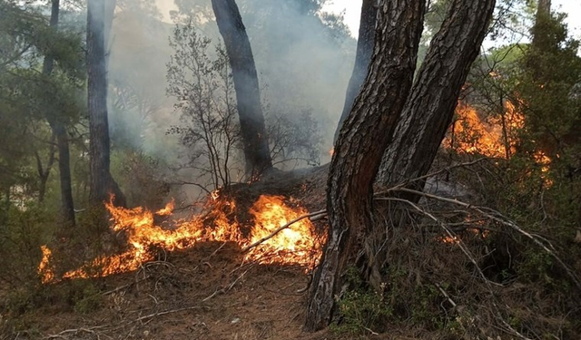 İzmir Bergama'da ormanlık alanda çıkan yangına müdahale sürüyor