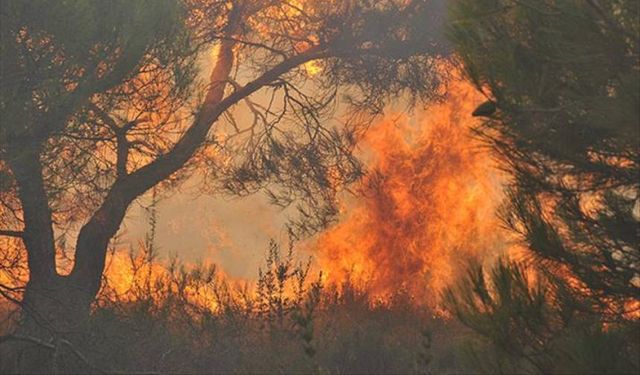 Çeşme'de başlayan orman yangına müdahale ediliyor