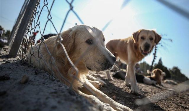 Silivri'de köpeklerin öldürüldüğü iddia edilmişti: Savcılık soruşturma başlattı