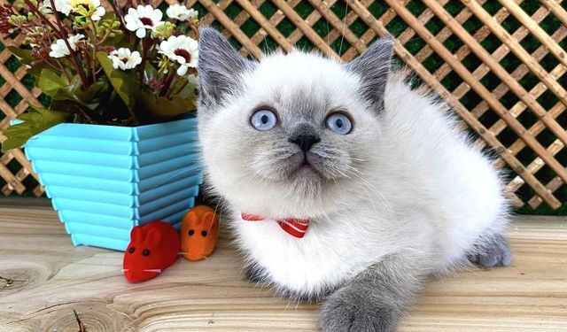 Blue Point Kedi Bakımı: Çok Tüy Döker Mi? Özellikleri Nedir?