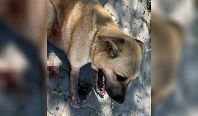 Bodrum'da köpeğe vahşet: Ayağının kesilmesi gerekiyor