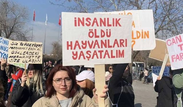 Kadıköy’de kedi ve köpeklerin zehirlendiği iddia edildi