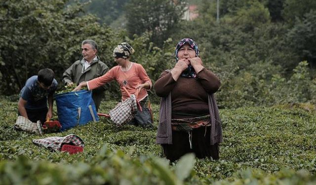 Bu yıl 25'inci kez Islık Dili Kültür ve Sanat Festivali düzenlendi