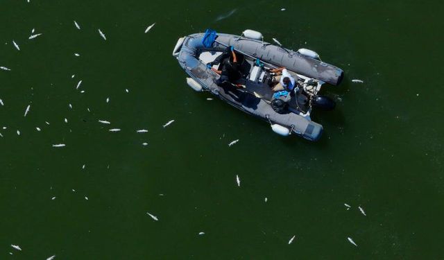 İzmir Körfezi'nde balık ölümleri devam ediyor