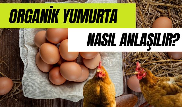 Organik Yumurta Nasıl Anlaşılır? Kodu Nedir? Hangi Renk Olur?