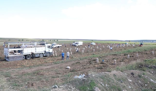 Tüccar 'küçük' deyince çiftçi, patatesleri halka ücretsiz dağıttı