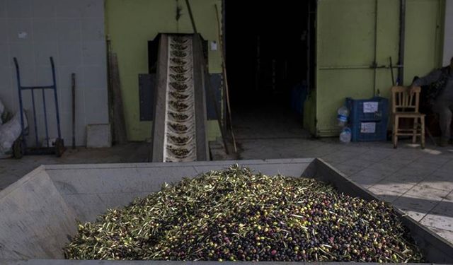 Dökme ve varilli zeytinyağı ihracatına uygulanan fon kesintisi kaldırıldı