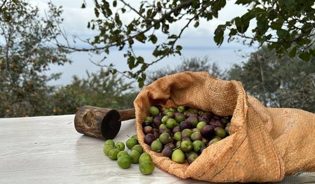 Zeytin hasadı ne zaman, nasıl yapılır? Zeytin hasadı yılda kaç kez yapılır? Zeytin ağacı kaç kilo zeytin verir?