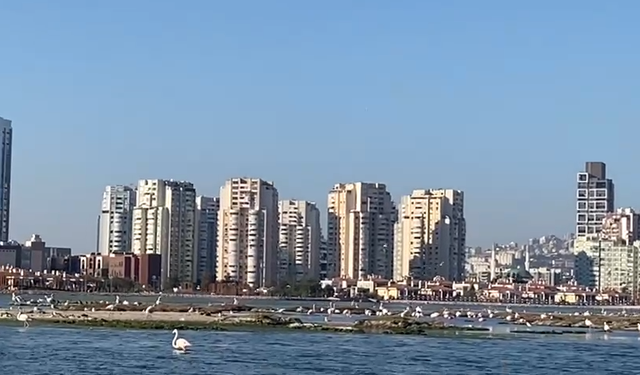 İzmir’de Gediz Deltası’nda düzenlenen Flamingo Yolu Tekne Turları yoğun ilgi görüyor