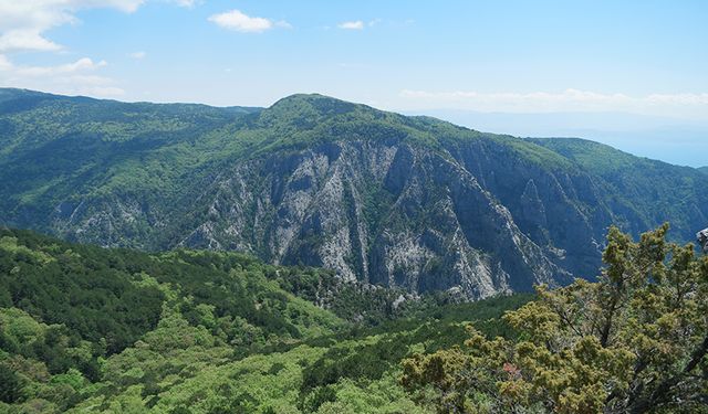 Kazdağları’nda 1 milyona yakın ağaç kesilecek