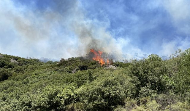 Aydın'da ziraat alanında çıkan yangın ormana sıçradı