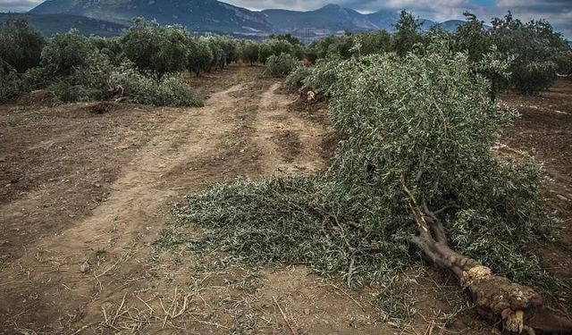 Tarım Platformu, zeytinlikleri maden faaliyetine açacak teklifin geri çekilmesini istedi