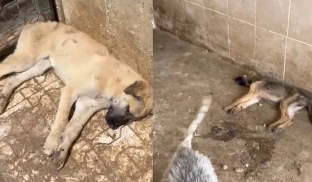 Gümüşhane Belediyesi barınağında köpeklerin susuzluktan öldüğü iddiasına soruşturma