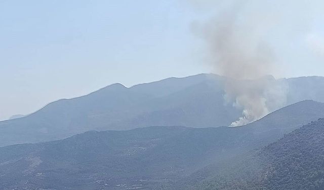 Muğla'da ormanlık alanda yangın