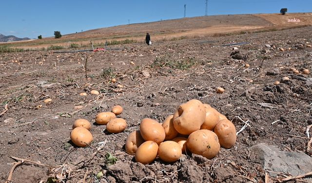 Yozgat’ta soğan patates tarlada ücretsiz dağıtılmaya başlandı