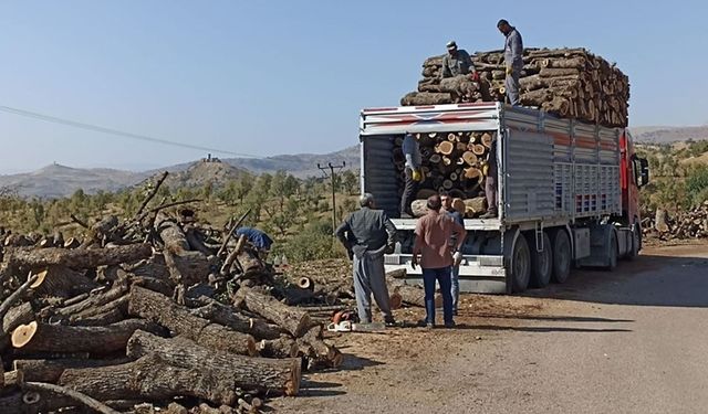Şırnak Ekoloji Platformu: Ağaç kesimine karşı 8 bin imza topladık
