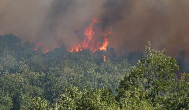 Kocaeli'de çıkan orman yangınına müdahale ediliyor