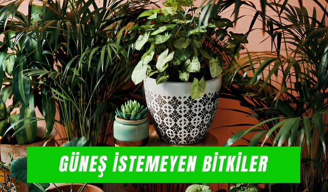 Güneş İstemeyen Bitkiler: Az Işıkta Büyüyen, Bakımı Kolay Türler