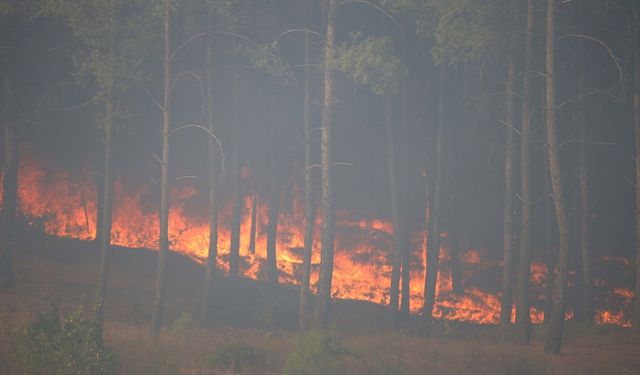 Köyceğiz'de çıkan orman yangınına müdahale ediliyor