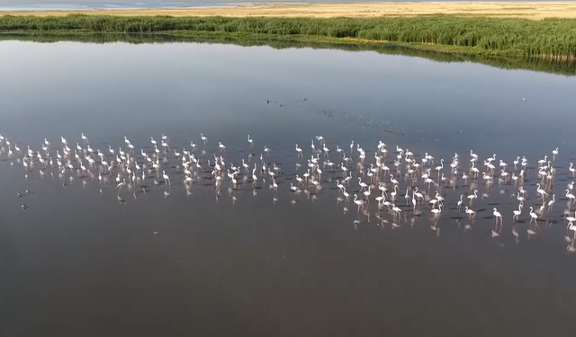Kuraklık Van Gölü kıyılarındaki flamingoların yaşam alanlarını daralttı