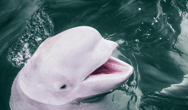 Kanada'da bir eğlence parkı, hükümetten destek alamazsa 30 beyaz balinayı uyutacak