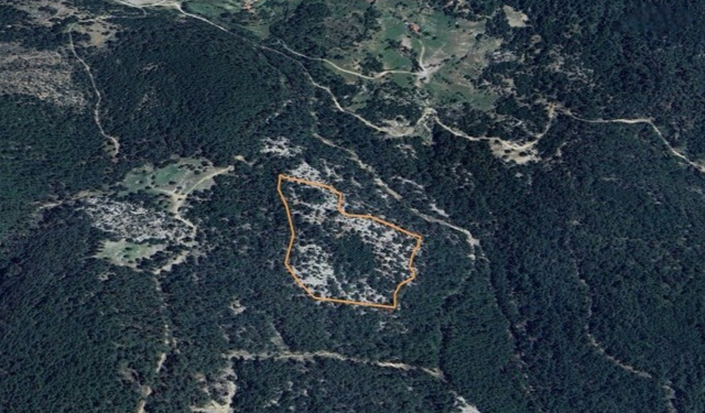 Muğla'daki ormanlık alana maden ocağı projesine "ÇED olumlu" kararı