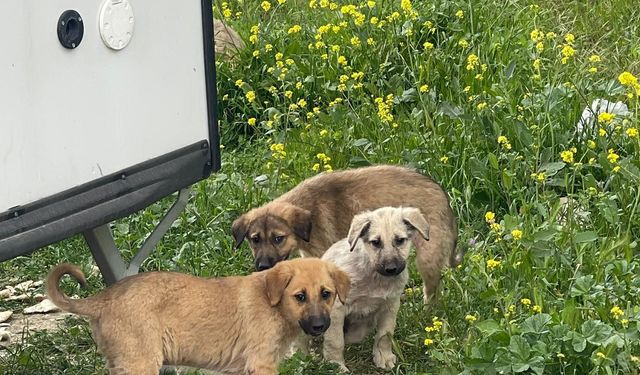 Ankara'da sokak köpeklerinin beslenmesi ABB'nin de onayıyla yasaklandı