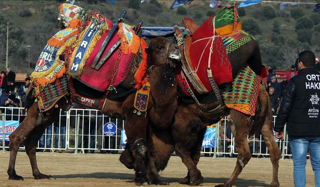 Aydın'da deve güreşleri şap hastalığı nedeniyle ertelendi